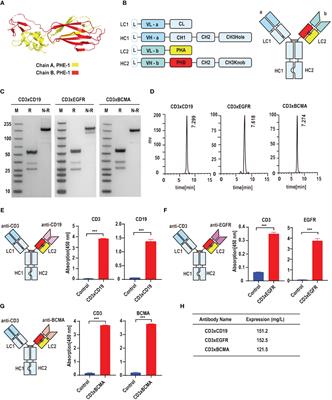 PHE1-based IgG-like antibody platform provides a novel strategy for enhanced T-cell immunotherapy